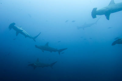 hammerhead sharks forgotten islands