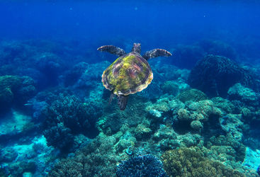 Green turtle, Apo Island