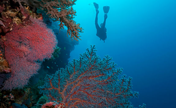 coral and diver philippines