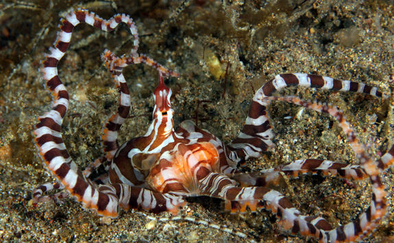 wonderpus philippines