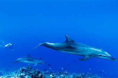 bottlenose dolphins, tiputa pass