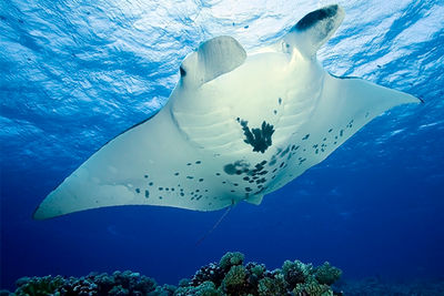 manta ray