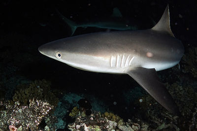 grey reef shark