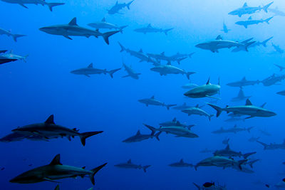 grey reef sharks french polynesia