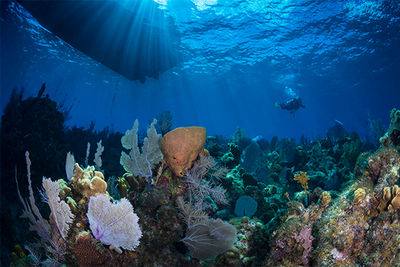 diving little cayman