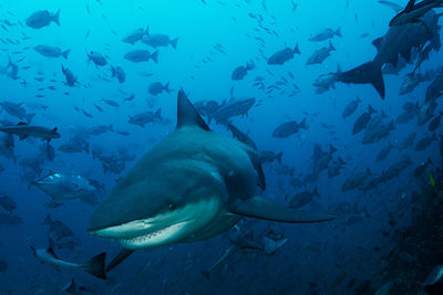 bull shark beqa lagoon