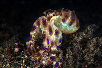blue ring octopus