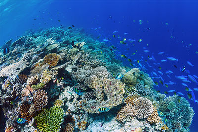 coral reef maldives