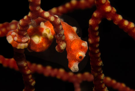 pygmy seahorse