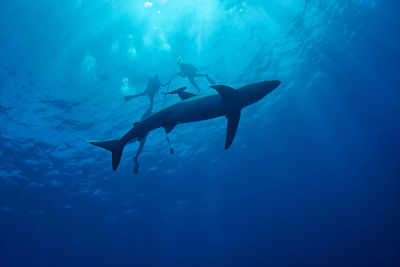 shark azores