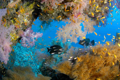coral reef sudan