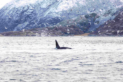 orca Norway
