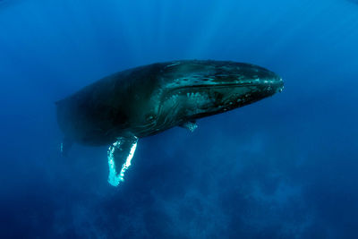 humpback whale Dominica
