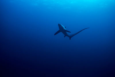 thresher shark Maldives