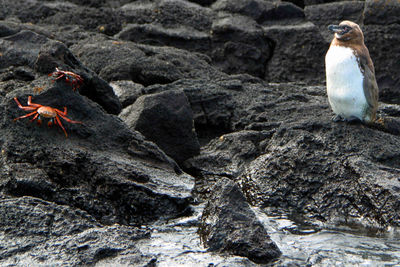 Galapagos penguin