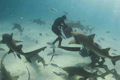 shark feeding Bahamas