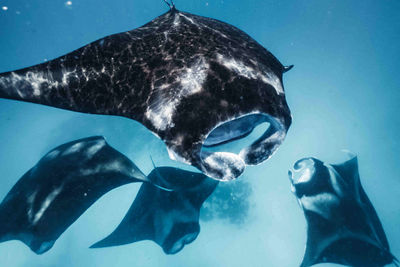 manta rays Hanifaru Bay
