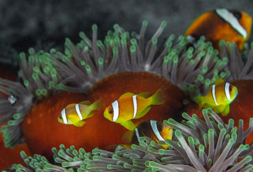 family of anemonefish