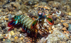 mantis shrimp
