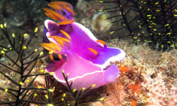 nudibranchs