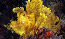 weedy scorpionfish