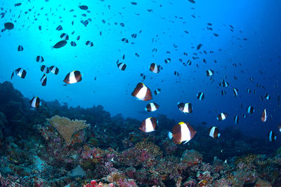 black pyramid butterflyfish