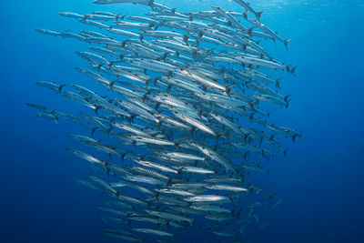 school of barracuda