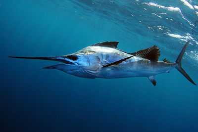sailfish
