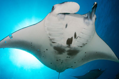 manta ray cleaning station
