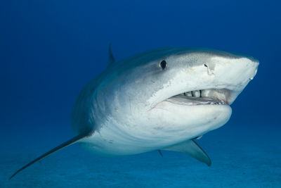 tiger shark