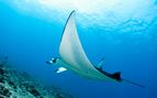 manta ray maldives