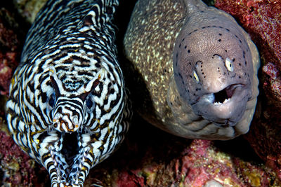 moray eels oman