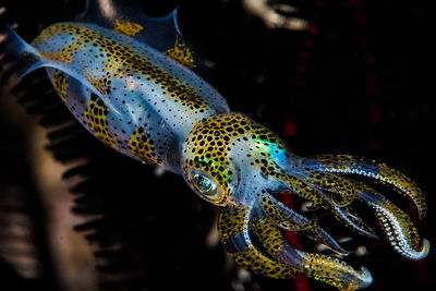 squid anilao philippines