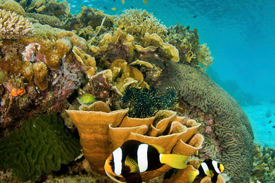 shallow reef papua new guinea