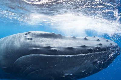 humpback whale