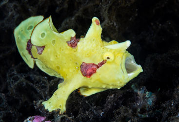 frogfish 