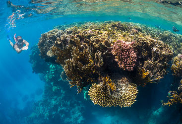 snorkelling Red Sea