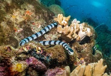 banded sea snake 