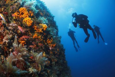 scuba diving along a coral wall