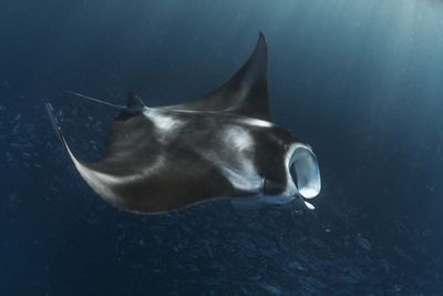 manta ray