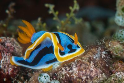nudibranch Indonesia