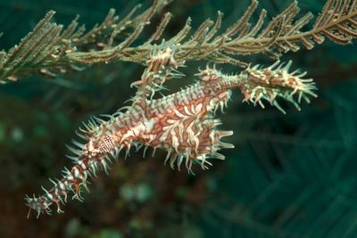 ornate ghost pipefish