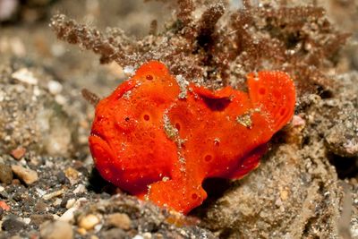 painted frogfish