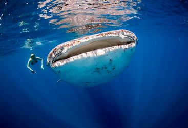 whale shark Maldives