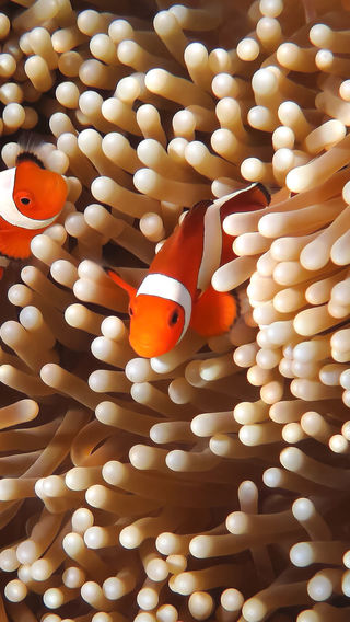 Clown fish