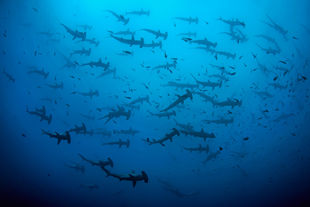 School of hammerheads