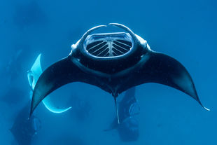 Manta rays