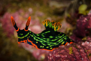 Nudibranch