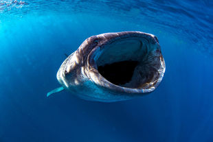 Whale shark feeding