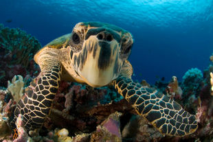 Turtle close up